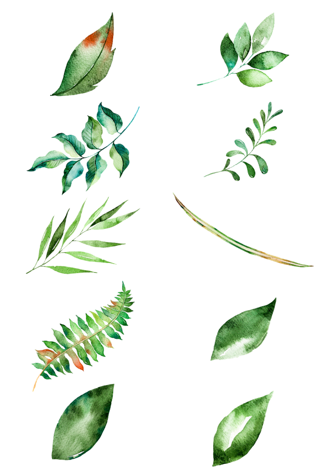 植物 绿叶 手绘 水彩