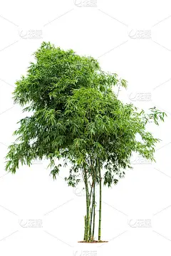 竹树,