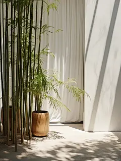 小院，安闲素然_11_一只两只三只_来自小红书网页版