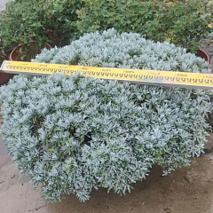 丑岛君ya采集到芙蓉菊