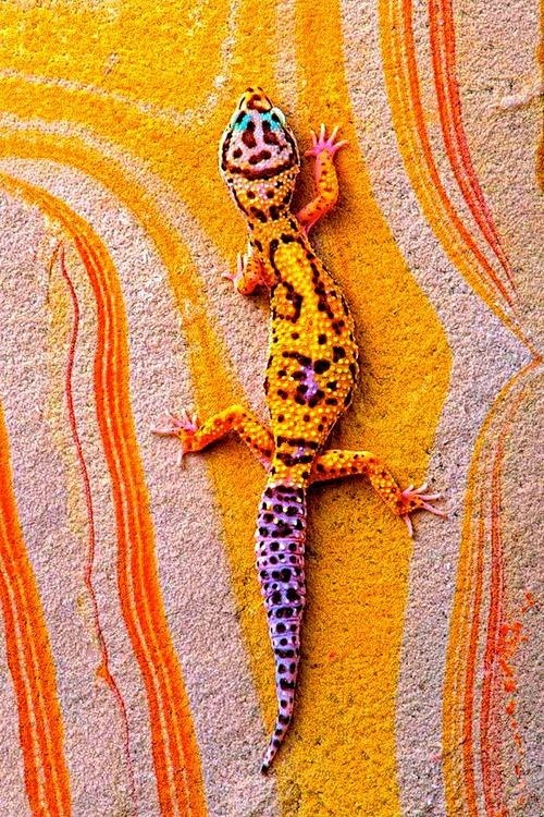 Chameleon - Just Ble...