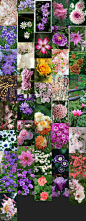 【花世界-植被素材-花素材参考】890P-23套-花鸟鱼宠-微元素Element3ds - Powered by Discuz!