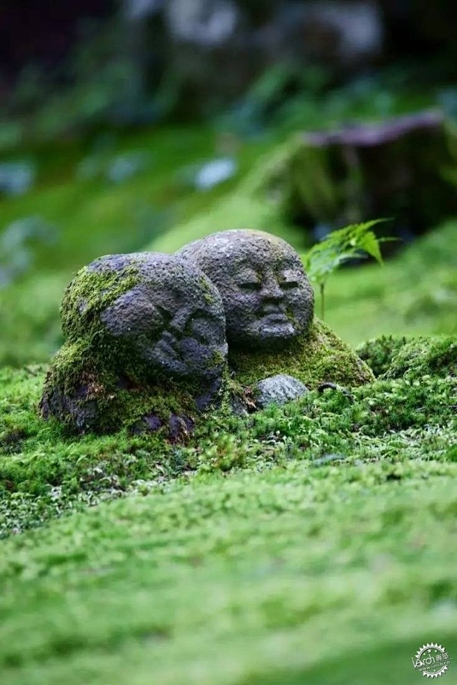 苔藓与日式庭院第13张图片