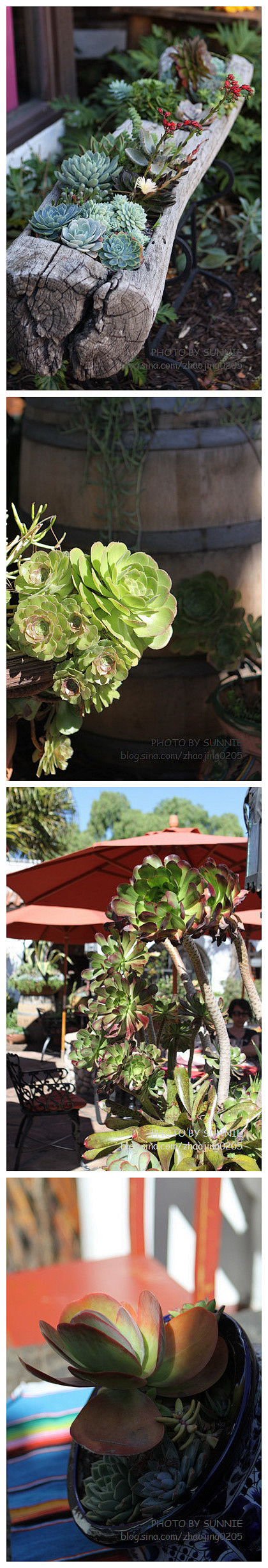 圣地亚哥OLD TOWN，超多滴多肉植物...