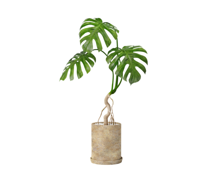 盆栽绿色植物免抠素材 png 植物