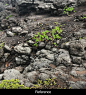 Volcanic Ground Cover, Daniel Thiger : I found this really interesting site in Maui, where everything looked barren, except for this one type of plant that was growing in the crevices. It created an appealing contrast that I've attempted to capture in thi