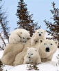 在加拿大的马尼托巴，罕见的三胞胎北极熊宝宝第一次在雪地里玩耍。 (643×779)