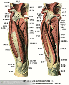 春冰冰采集到骨骼肌肉结构，雕塑，透视