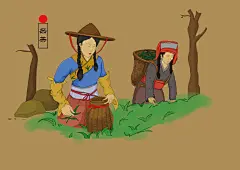 普洱茶工艺图 (9)