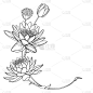 轮廓华丽的莲花或睡莲的矢量角花束，芽和种子荚在黑色孤立在白色的背景。