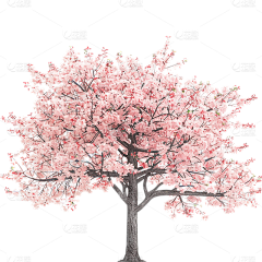 司冠玥采集到Z 桃花 春天 周三不加班