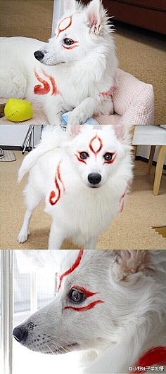动物大神的cosplay~~~~~~