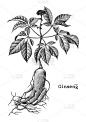 人参,健康保健,雕刻图像,动物手,草图,白色,黑色,古老的,复古,绘制