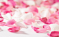 flower petals wallpaper (#1565554) / Wallbase.cc