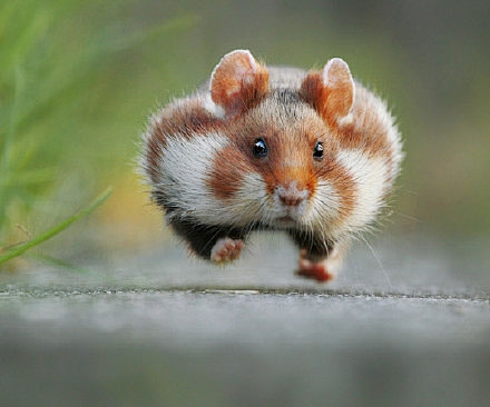 欧洲仓鼠黑腹仓鼠迷人的腮帮子系列夜行性动物日间是睡觉晚上才活动躲