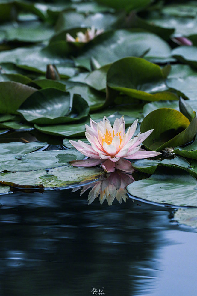 
南轩面对芙蓉浦。
宜风宜月还宜雨。
红...