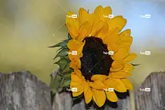 向日葵 全高清壁纸 自由背景 大自然壁纸 花 桌面背景 免费壁纸