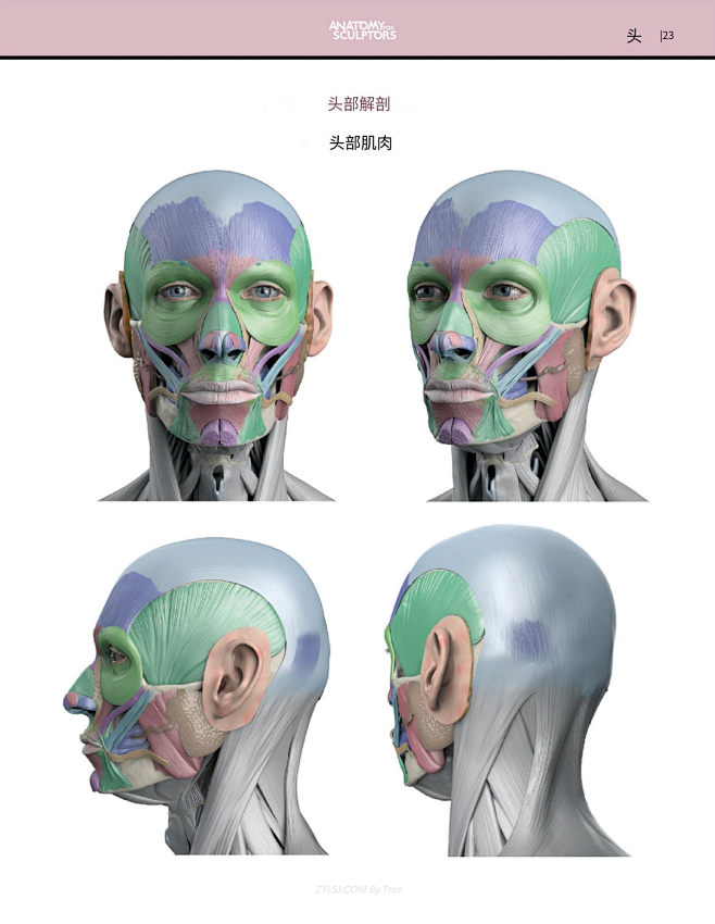 雕塑家解剖学03_头颈结构_23