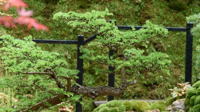 ZYEEN分享|2019英国切尔西花展花...