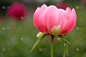 花,牡丹