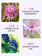 O1CN01t4pTM71tLNNzs8hnM_!!2184675885.jpg_800x800q90.jpg (600×800)