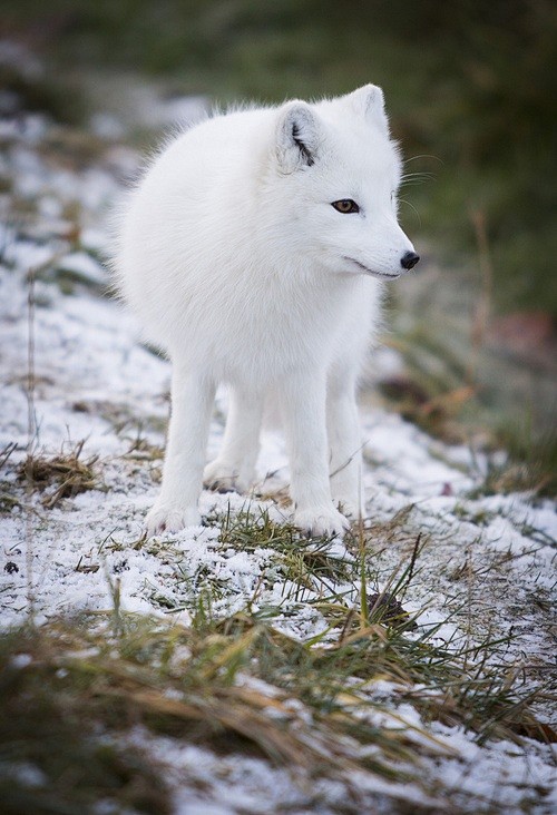 ☀arctic fox