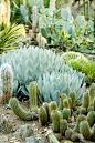 Cactus Garden