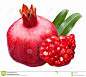 pomegranate-17282257.jpg (1300×1157)