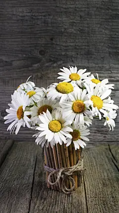 ＠大圣中的战斗菊#唯美#壁纸#手机壁纸#电脑壁纸#风景#菊花