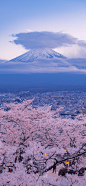 樱花 富士山