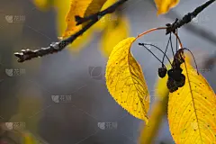 叶子,十一月,秋季系列,留白,褐色,水平画幅,无人,干的,十月,枝