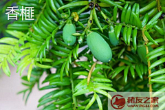 Bo大胖小胖采集到植物