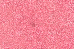 亮粉色的背景。