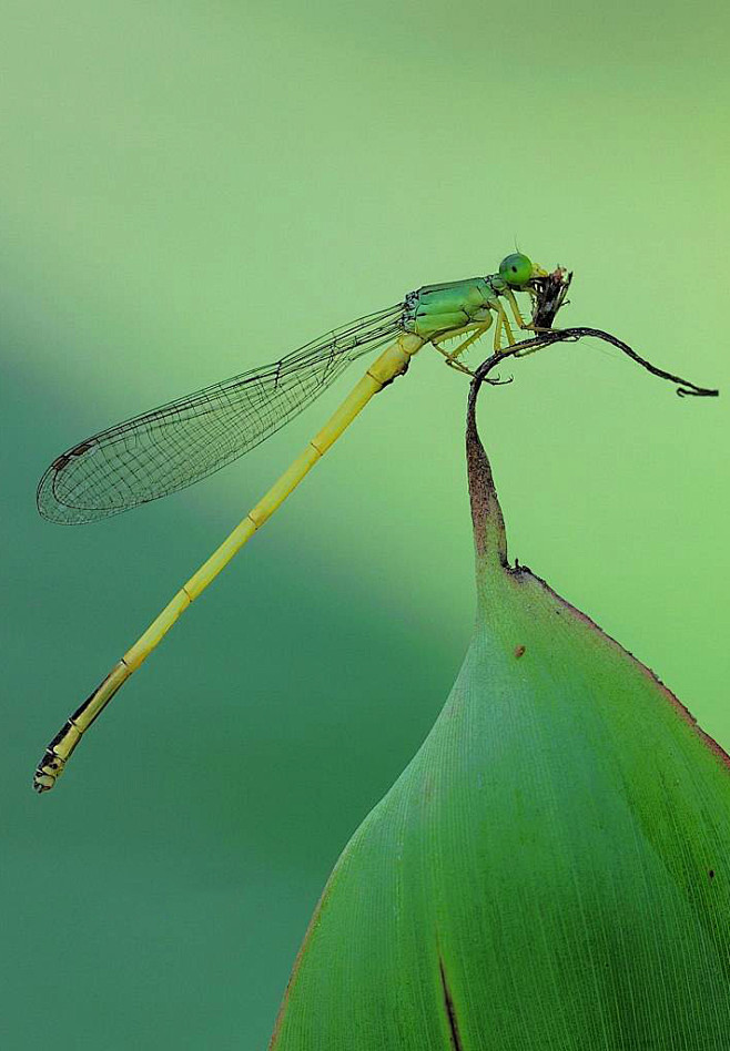 均翅亚目蟌科长尾黄蟌