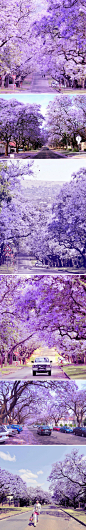 南非反季游，春日壮观紫薇花开满城。每年10月至11月，南非首都比勒陀利亚市的紫薇竞相开放，街头到处洋溢着紫色海洋，树上的紫薇花开更是染紫了天空.