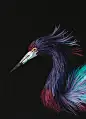 birds-1