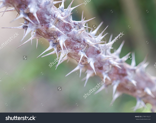 audioroom通过花瓣chrome扩展采集于2016-10-18 21:58:17荆棘c_材质