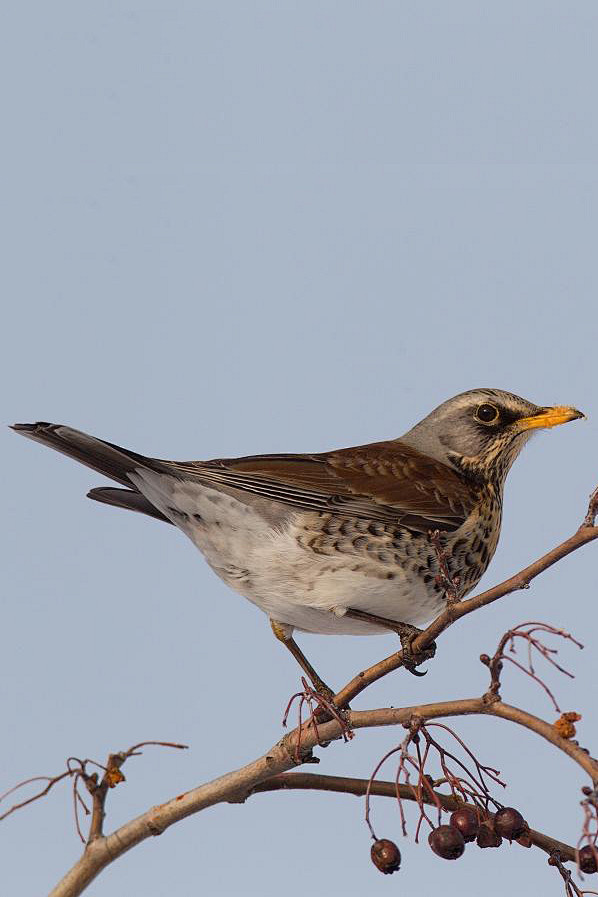 雀形目鸫科鸫属田鸫