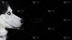 美丽的肖像哈士奇狗在黑色的背景。横幅与哈士奇狗侧视图和复制空间