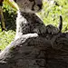 猎豹