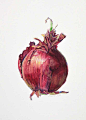 http://www.edwin-choi.com/wp-content/uploads/2014/12/onion-watercolor1.jpg