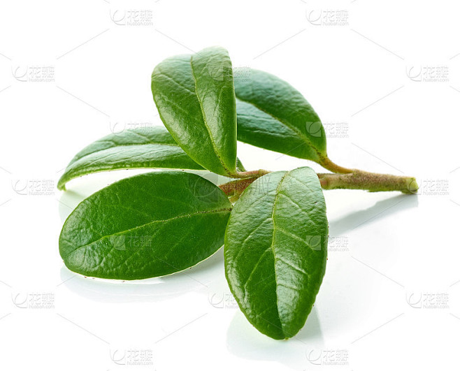 新鲜的绿色越橘叶