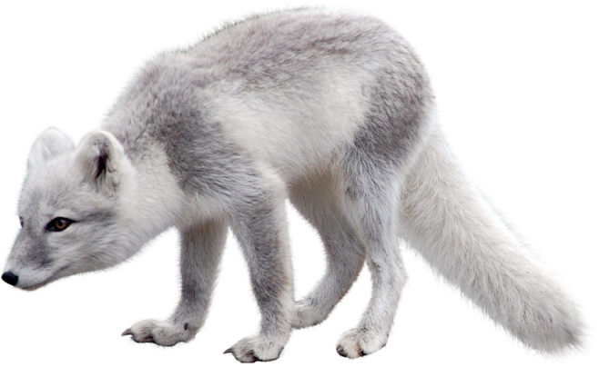 arctic_fox_PNG41370....