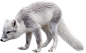 arctic_fox_PNG41370.png (900×553)