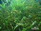 挺水植物-茨藻.jpg