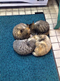 斑陀螺的相册-猫君 in Tumblr