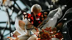 黑红和白蝴蝶栖息在白花上