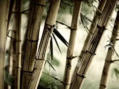 竹林桌面壁纸