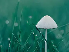 蘑菇,蔬菜,食品,草,字段,天空,春天,夏季,草甸,植物,颜色,花园,赛季,灯罩,景观,树荫下,户外,雨伞,植物区系,农场,草坪,阳伞,环境,光明,太阳,开花,云彩,云计算,农业,新鲜,农村,野生,设计,罂粟,纹理,球,绽放,黄色,生活,高尔夫,叶,植物园,壁纸,天气,地平线,特写,增长,充满活力,形状,干,国家,小麦,自然,白木耳,宏观,nature,rain