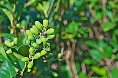 Ligustrum日本血吸虫